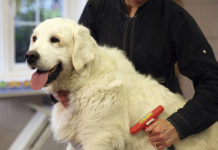 Фурминатор для собак для гладкой, здоровой и шелковистой шерсти